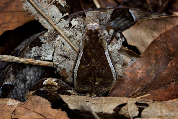 Calloselasma rhodostoma serpente nascosto su foglie secche