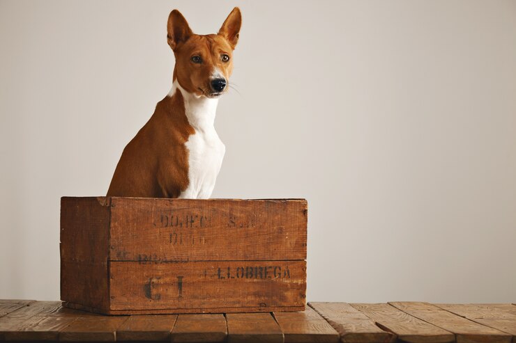 Foto gratuito calma rilassato basenji cane seduto tranquillamente in una bella scatola di vino vintage su sfondo bianco muro