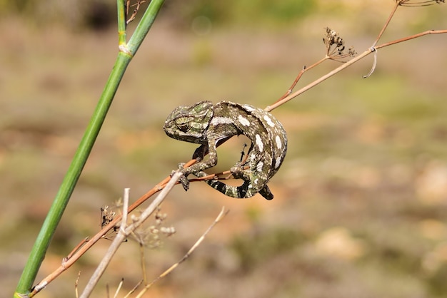 Camaleonte mediterraneo aggrappato al finocchietto selvatico.