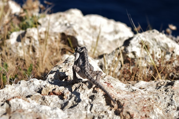 Camaleonte mediterraneo tra la vegetazione della gariga su una scogliera