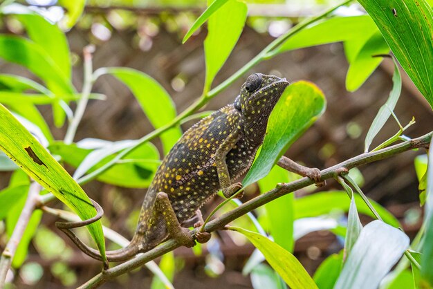 Camaleonte su un ramo nascosto tra le foglie. Camaleonte a Zanzibar.
