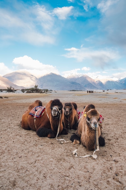 cammello che aspetta turista a Leh Ladakh, in India