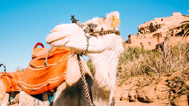 Cammello nel deserto