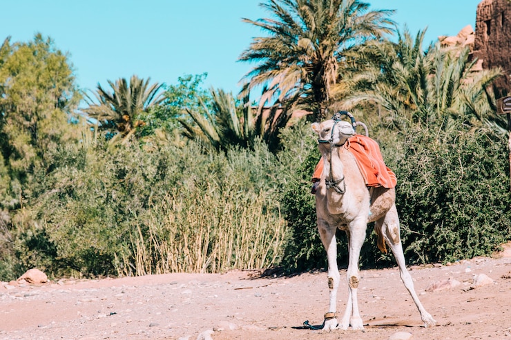 Foto gratuito cammello nel paesaggio del deserto in marocco