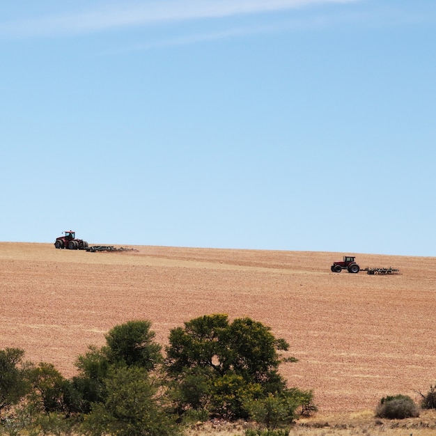 Campo agricolo coperto di erba sotto un cielo blu