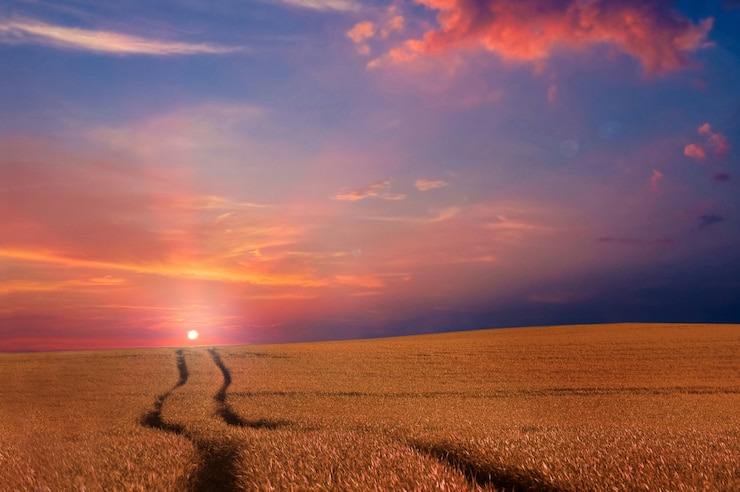 Campo al tramonto