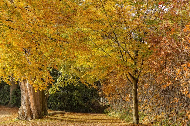 Campo ampio di alberi nel mezzo di una foresta in una giornata luminosa