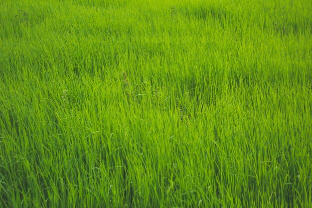 Campo aperto con erba verde
