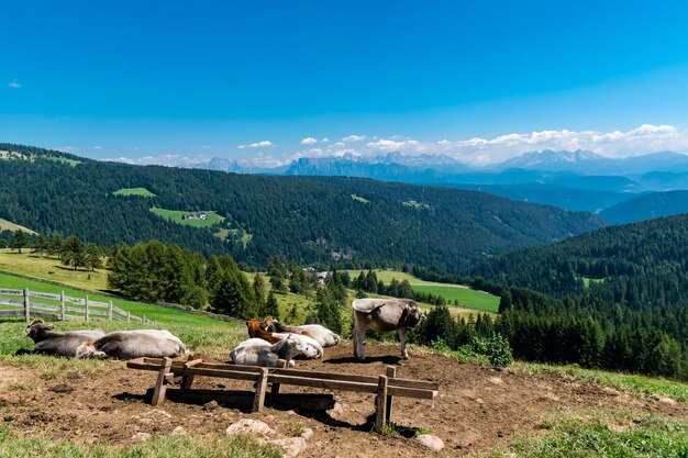 Campo circondato da vitelli e montagne coperte di foreste sotto la luce del sole durante il giorno