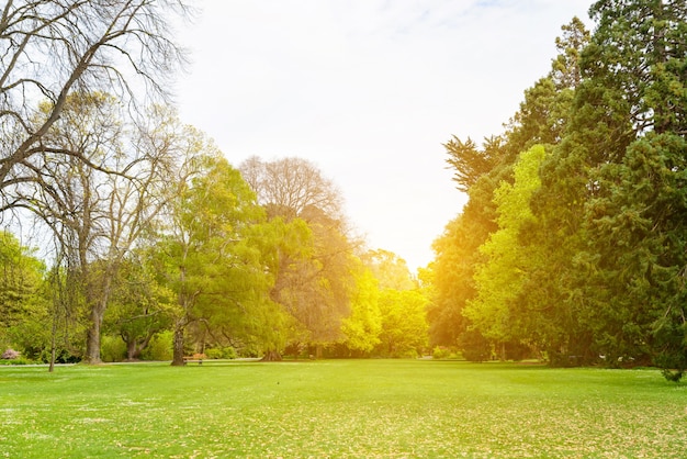 Campo con alberi e il tramonto