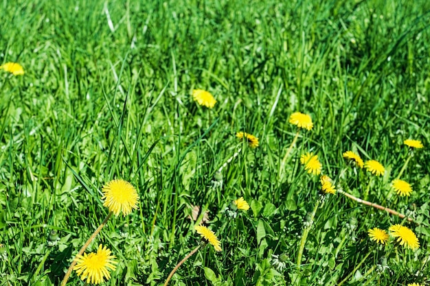 Campo con denti di leone in fiore natura settentrionale Campo primaverile verde con erba lussureggiante e luce solare con spazio di copia Piante di paesaggio verde naturale fresca carta da parati idea come sfondo