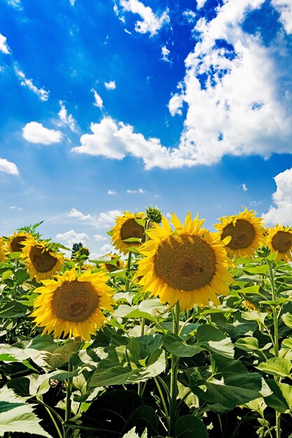 Campo con i girasoli contro il cielo blu. Bel paesaggio