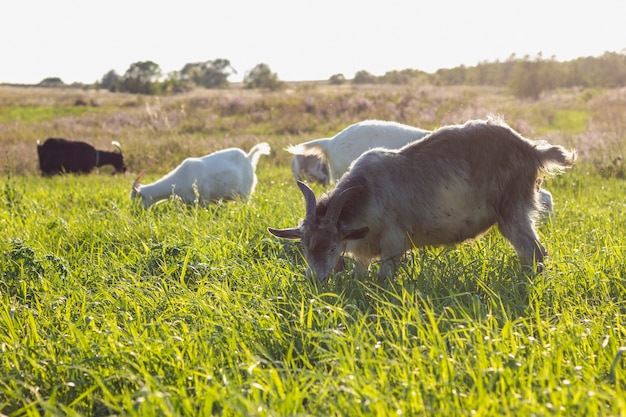 Campo con le capre che mangiano all'azienda agricola