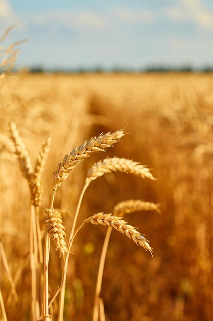 Campo con spighette primo piano sfondo con spighette di grano