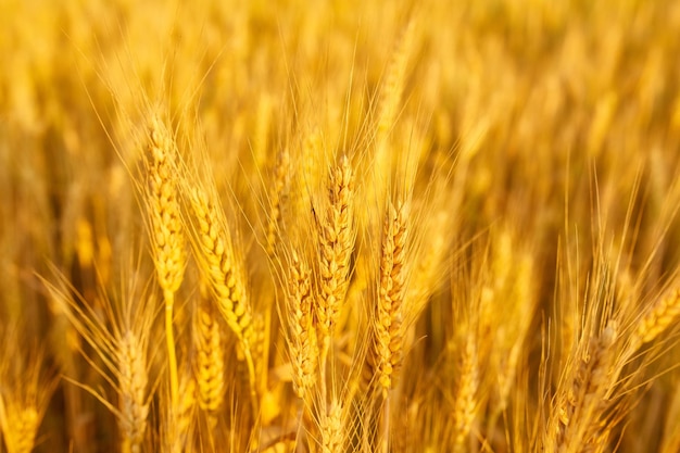 Campo con spighette primo piano sfondo con spighette di grano