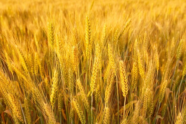 Campo con spighette primo piano sfondo con spighette di grano