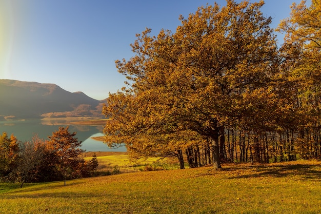 Campo coperto di alberi e foglie secche con un lago sulla scena sotto la luce del sole in autunno