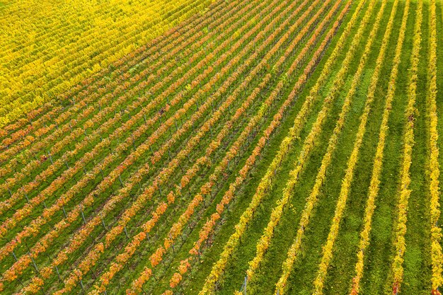 campo coperto di erba e fiori colorati sotto la luce del sole