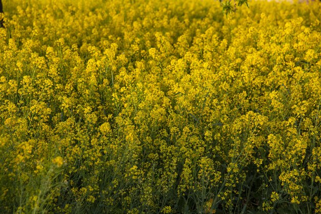 Campo coperto di fiori gialli sotto la luce del sole con uno sfondo sfocato