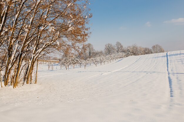 Campo coperto di neve e alberi sotto la luce del sole e un cielo nuvoloso in inverno