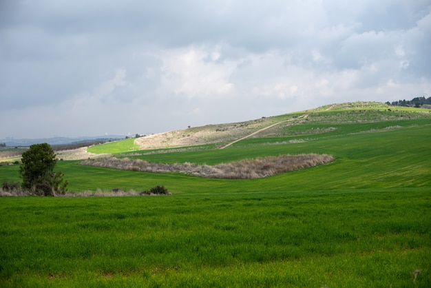 Campo coperto di vegetazione sotto un cielo nuvoloso e luce solare durante il giorno