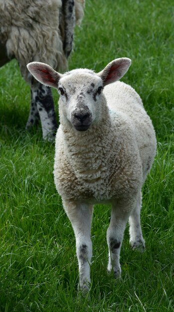 Campo d'erba con un agnellino dal muso bianco e macchioline nere