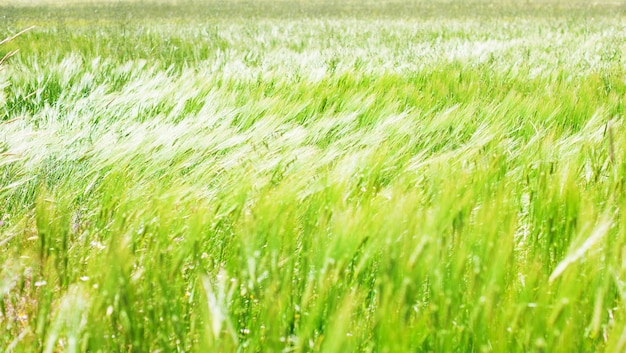 Campo dell&#39;orzo in una giornata ventosa