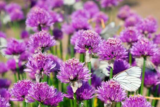 Campo di allium con farfalle