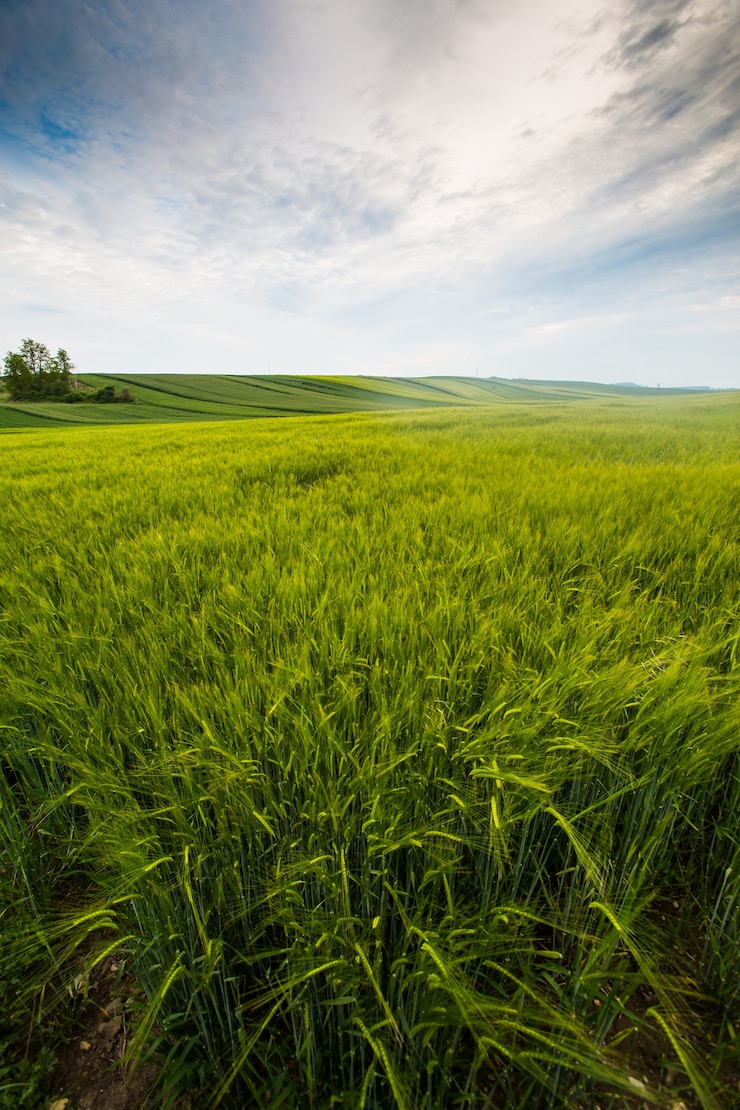 Foto gratuito campo di campagna, giornata di sole in campagna