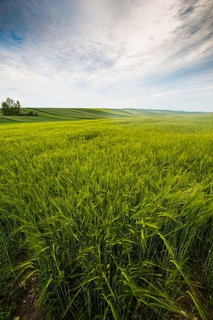 Campo di campagna, giornata di sole in campagna