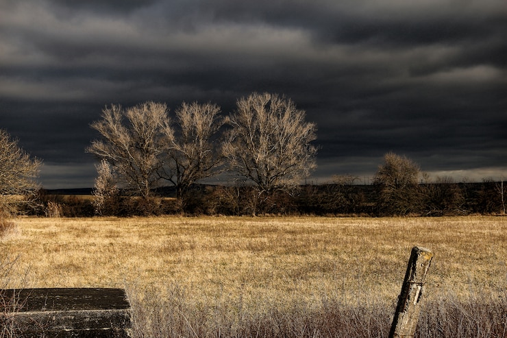 Foto gratuito campo di erba marrone sotto il cielo nero durante la notte