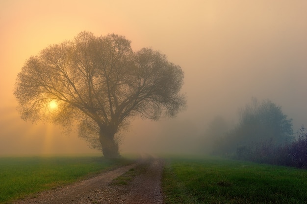 Campo di erba verde con alberi e nebbia