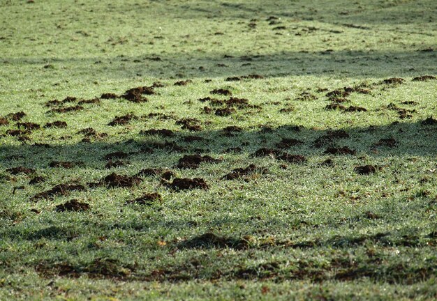 Campo di erba verde con sporcizia sotto la luce solare