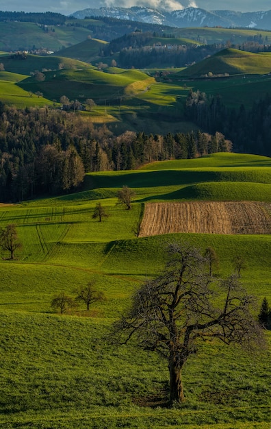 Campo di erba verde e alberi durante il giorno