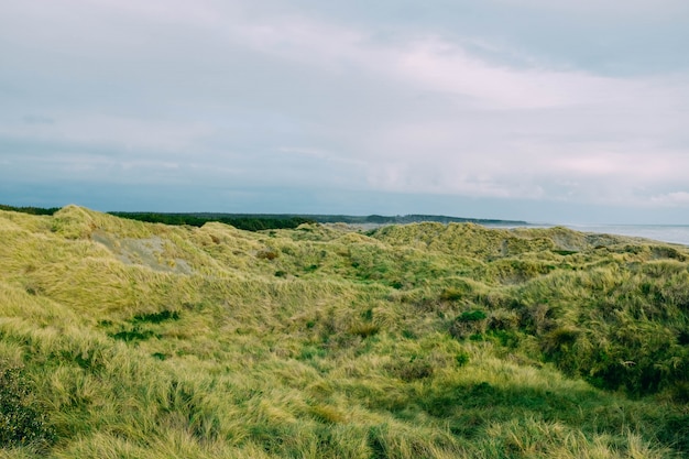 Campo di erba verde vicino al mare sotto il bel cielo nuvoloso