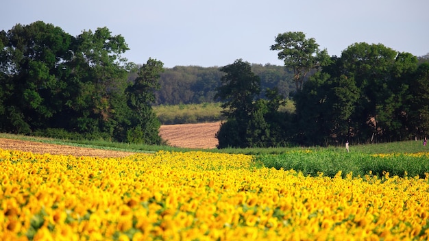 Campo di girasole con alberi, campo e foresta sullo sfondo in Moldova