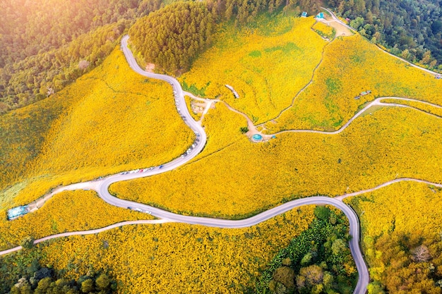 Campo di girasole messicano di Tung Bua Tong nella provincia di Mae Hong Son in Thailandia.