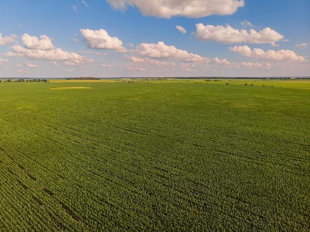 Campo di girasoli Veduta aerea di campi agricoli in fiore di semi oleosi