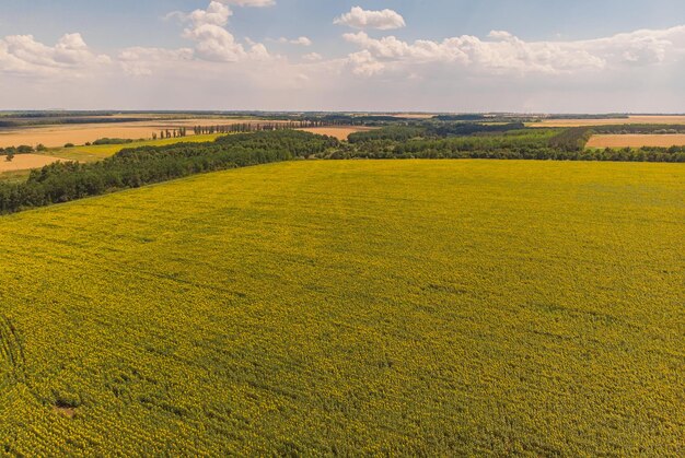Campo di girasoli Veduta aerea di campi agricoli in fiore di semi oleosi