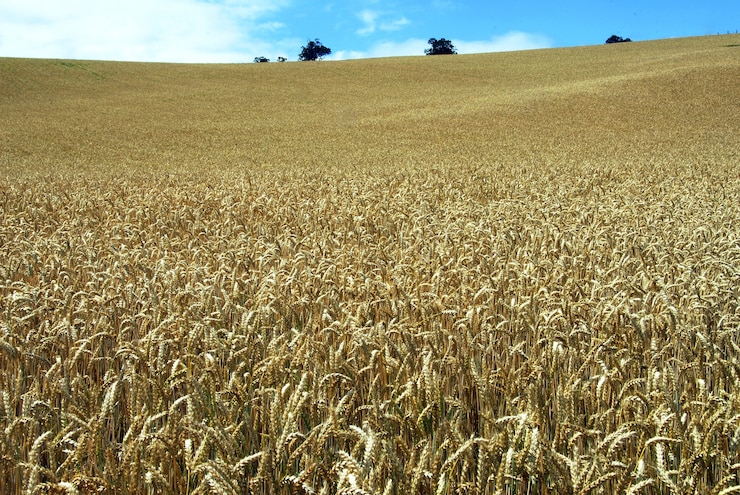 Foto gratuito campo di grano a crescita lunga sotto il cielo blu