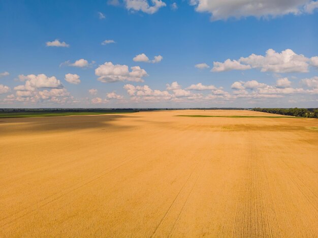 Campo di grano dall'alta vista aerea