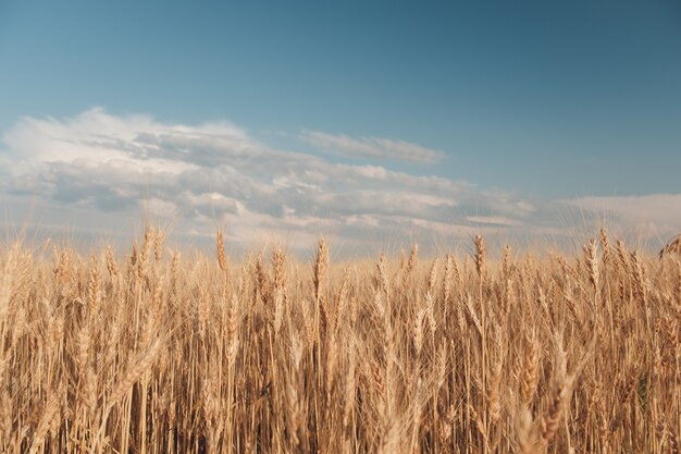 Campo di grano dorato