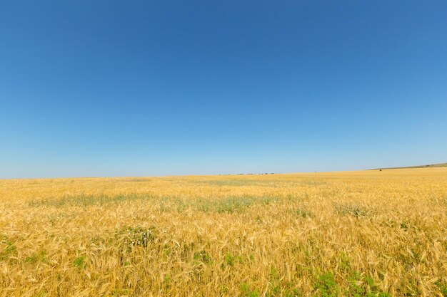 Campo di grano dorato