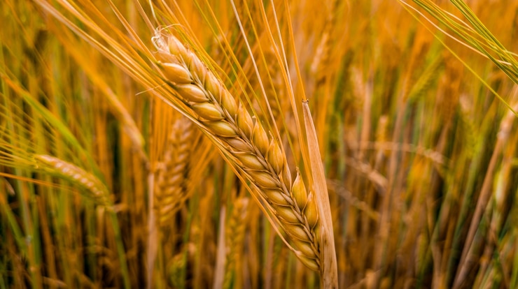 Foto gratuito campo di grano giallo