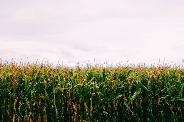 Campo di grano sotto il cielo nuvoloso