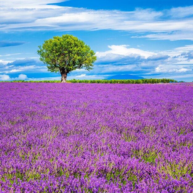 Campo di lavanda con albero in Francia