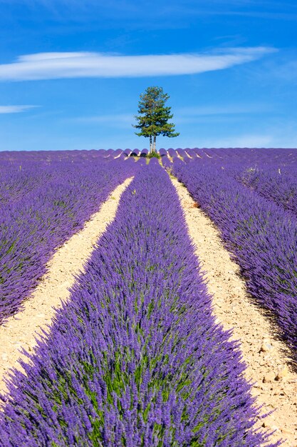 Campo di lavanda con albero in Provenza, Francia