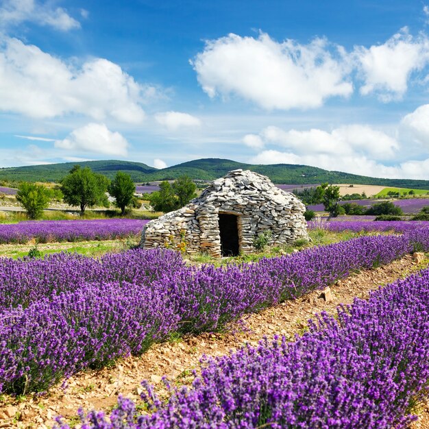 Campo di lavanda e cielo nuvoloso, Francia