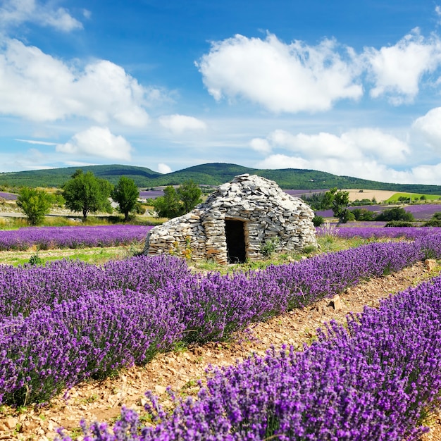 Campo di lavanda e cielo nuvoloso, Francia