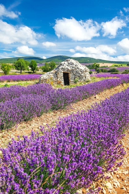 Campo di lavanda vicino a Banon, Francia